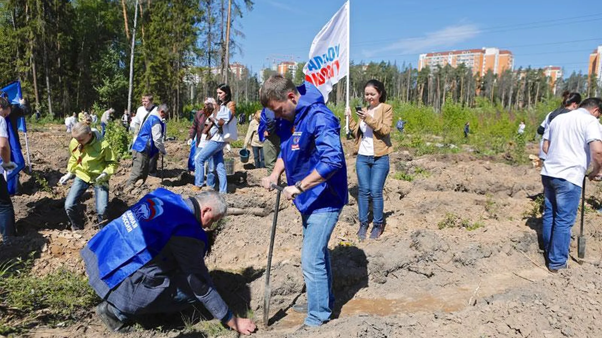 Более тысячи сосен посадили жители Реутова во время акции «Лес Победы»