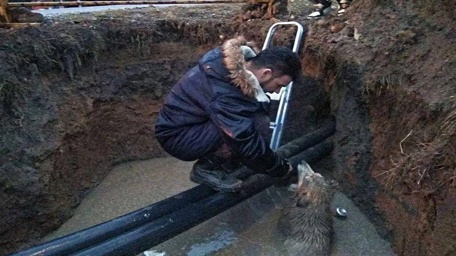Дмитровчанин спас собаку, провалившуюся в яму с водой