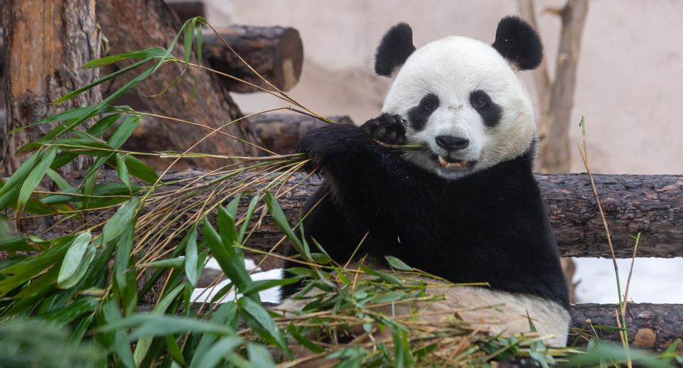 Московский зоопарк: Панд Жуи и Диндин сведут в 2026 году для продолжения рода