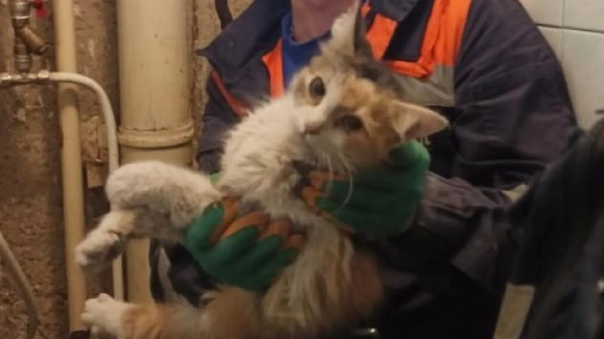 Спасатели достали кошку из вентиляции в Сергиевом Посаде