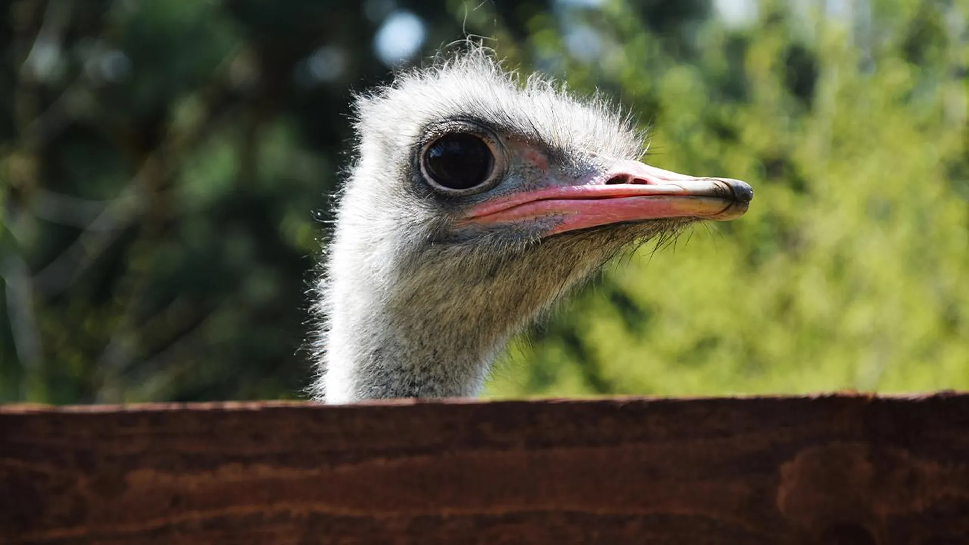 «Проигнорировали правила»: выяснились подробности гибели страуса на зооферме в Подмосковье