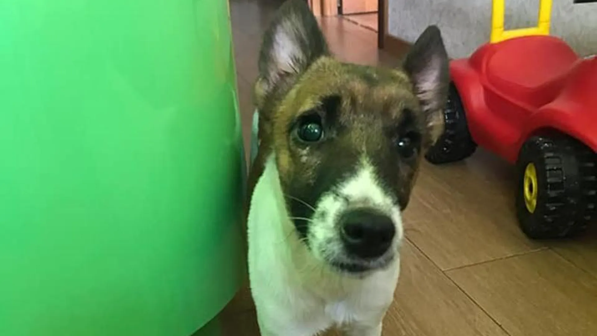 Спасенная из семьи живодеров собака в Павловском Посаде ищет новый дом 