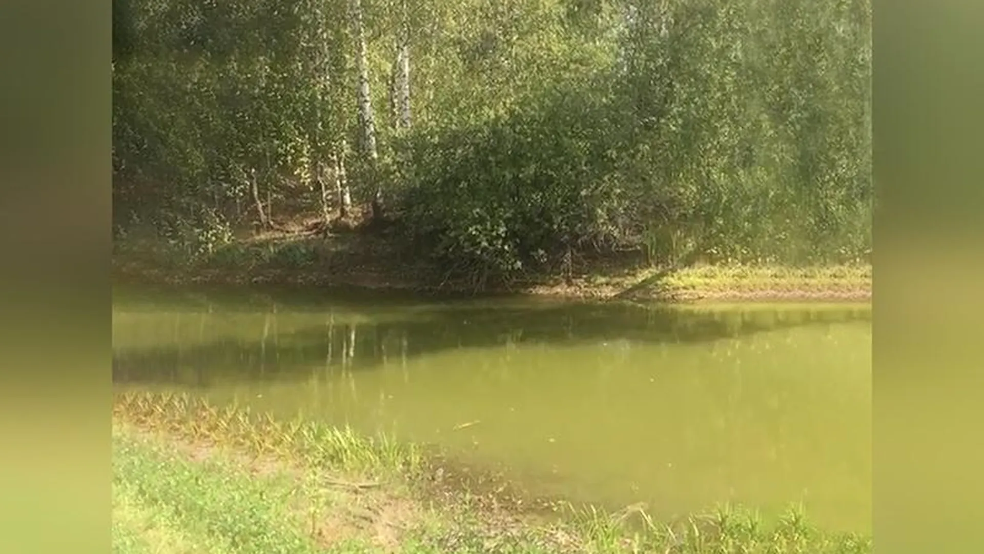 Львовский пруд в Подольске превращается в болото