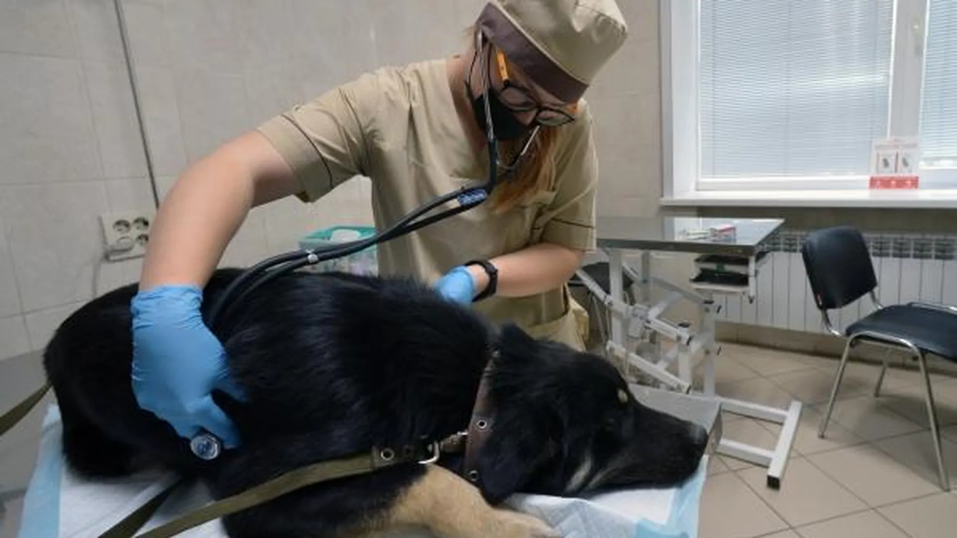 Жестоко избитого пса Батона не смогли спасти в Москве