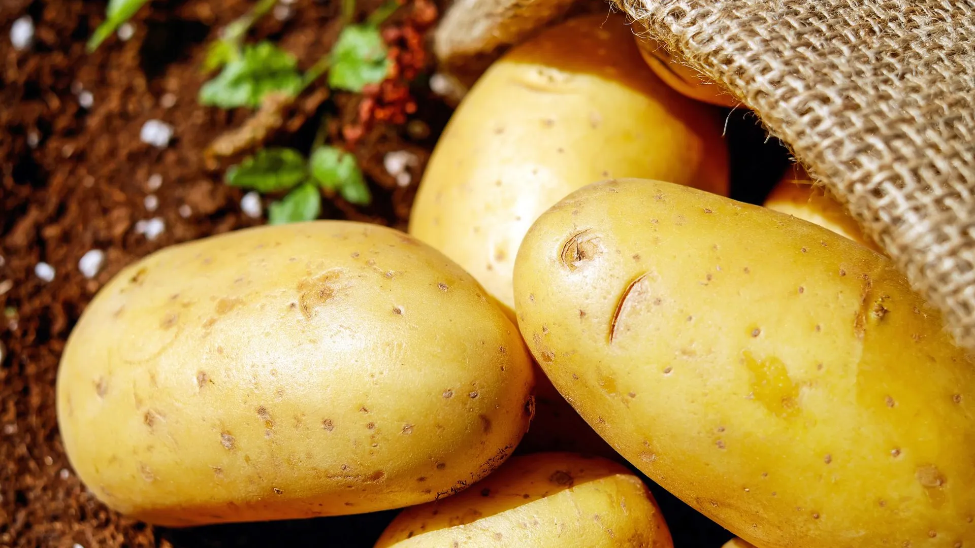 Жителей Клина приглашают бесплатно получить картофель