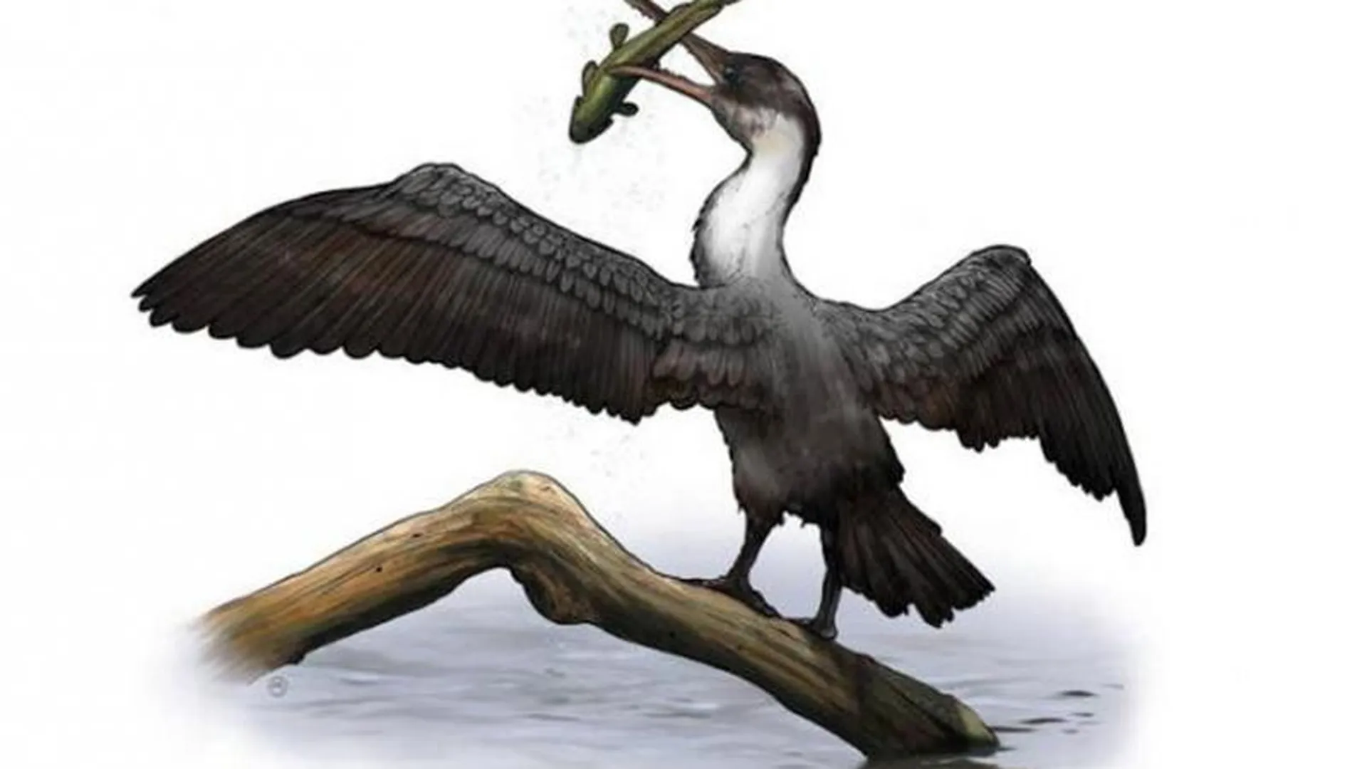 Ученые нашли в Арктике доисторическую птицу