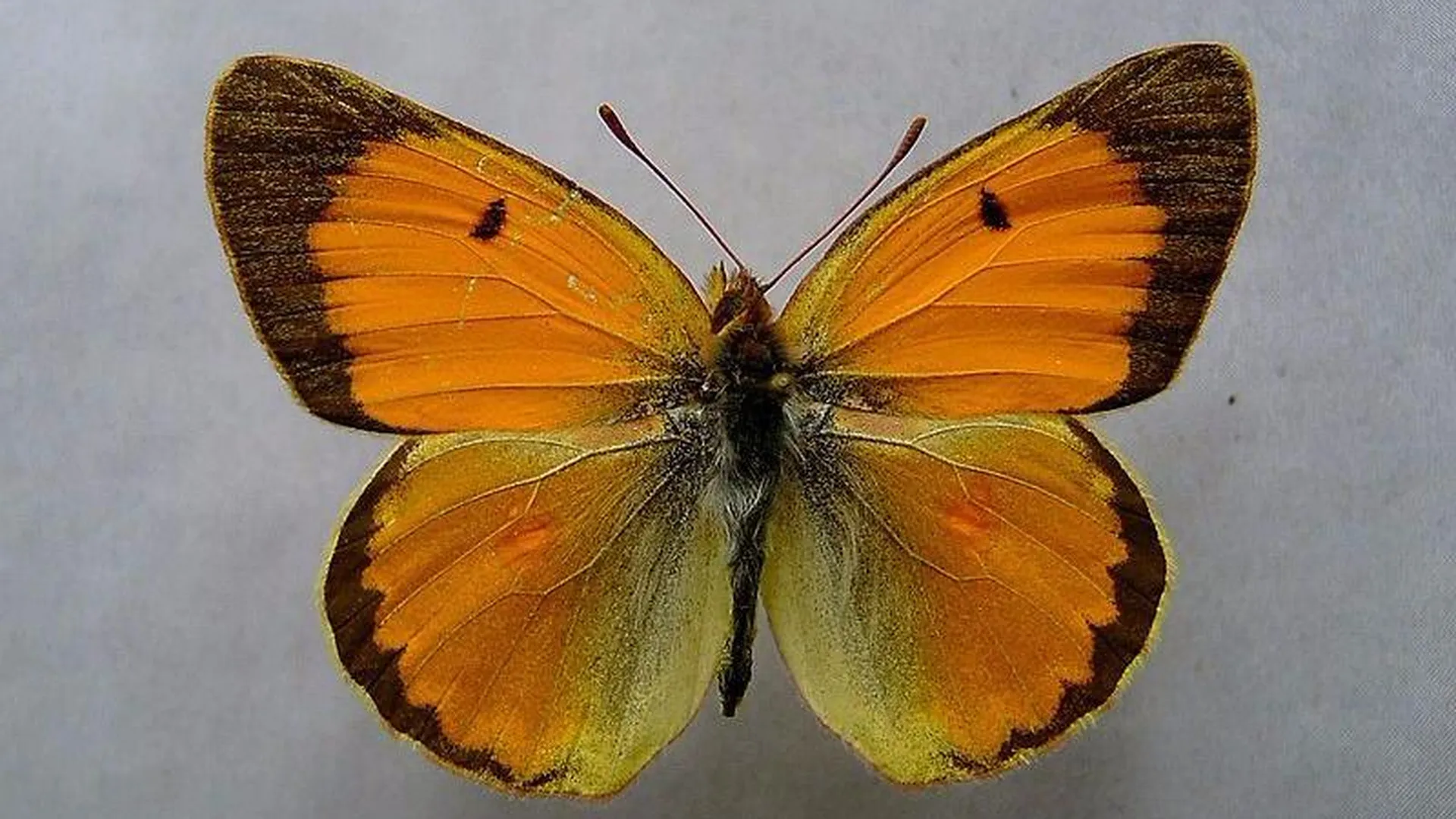 Редчайшую бабочку и краснокнижное растение нашли биологи в МО