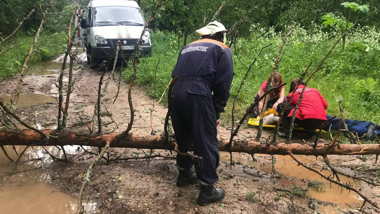Упавшее дерево сбило девочку с лошади в Подмосковье