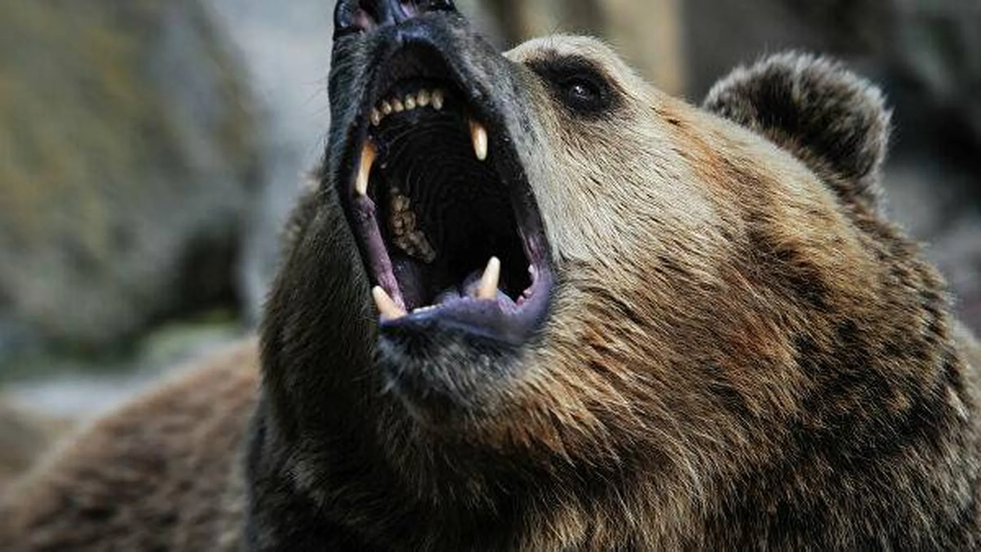 Гулявшего по улицам Нижневартовска медведя усыплять не будут — МВД