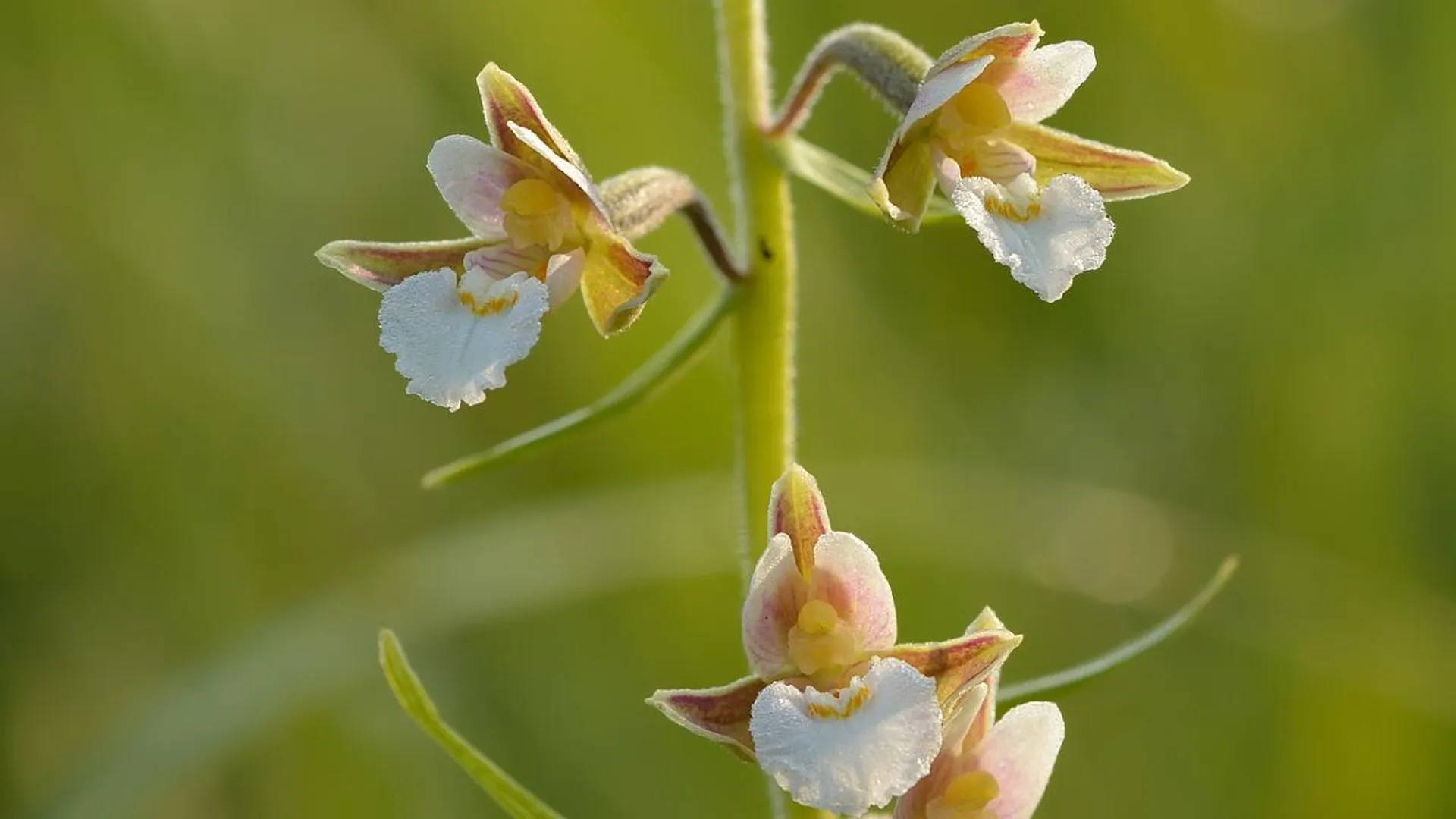 В Лотошино обнаружили краснокнижные орхидеи