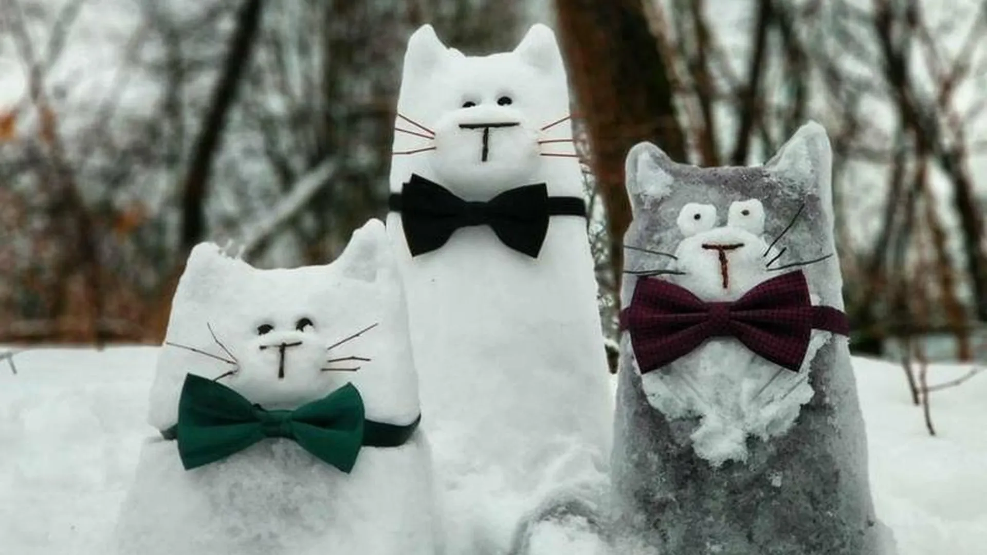 Снежные мартовские коты лечат жителей Одинцово от хандры