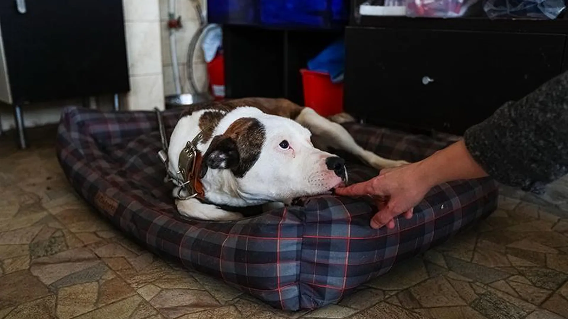 Спасти рядового питбуля: в Химках работает уникальный приют для собак потенциально опасных пород  