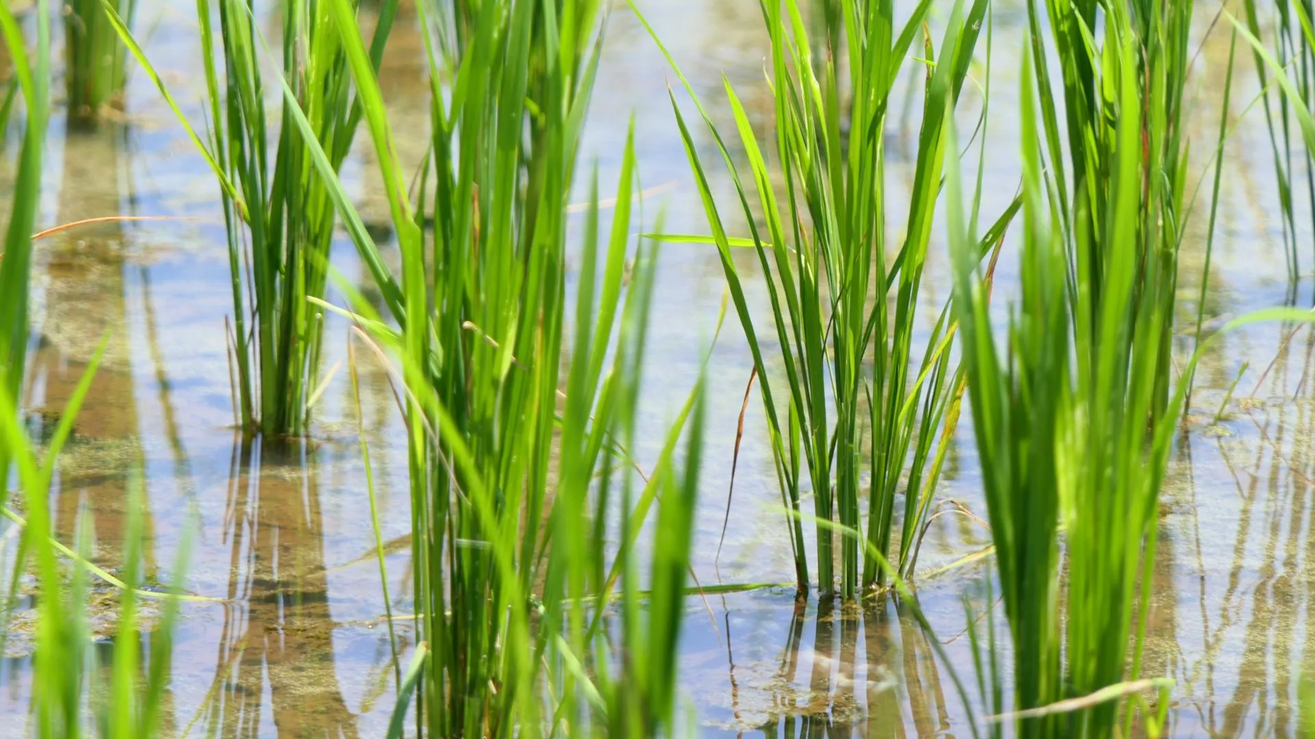 Рисовое поле старше пяти тысяч лет обнаружили в Китае