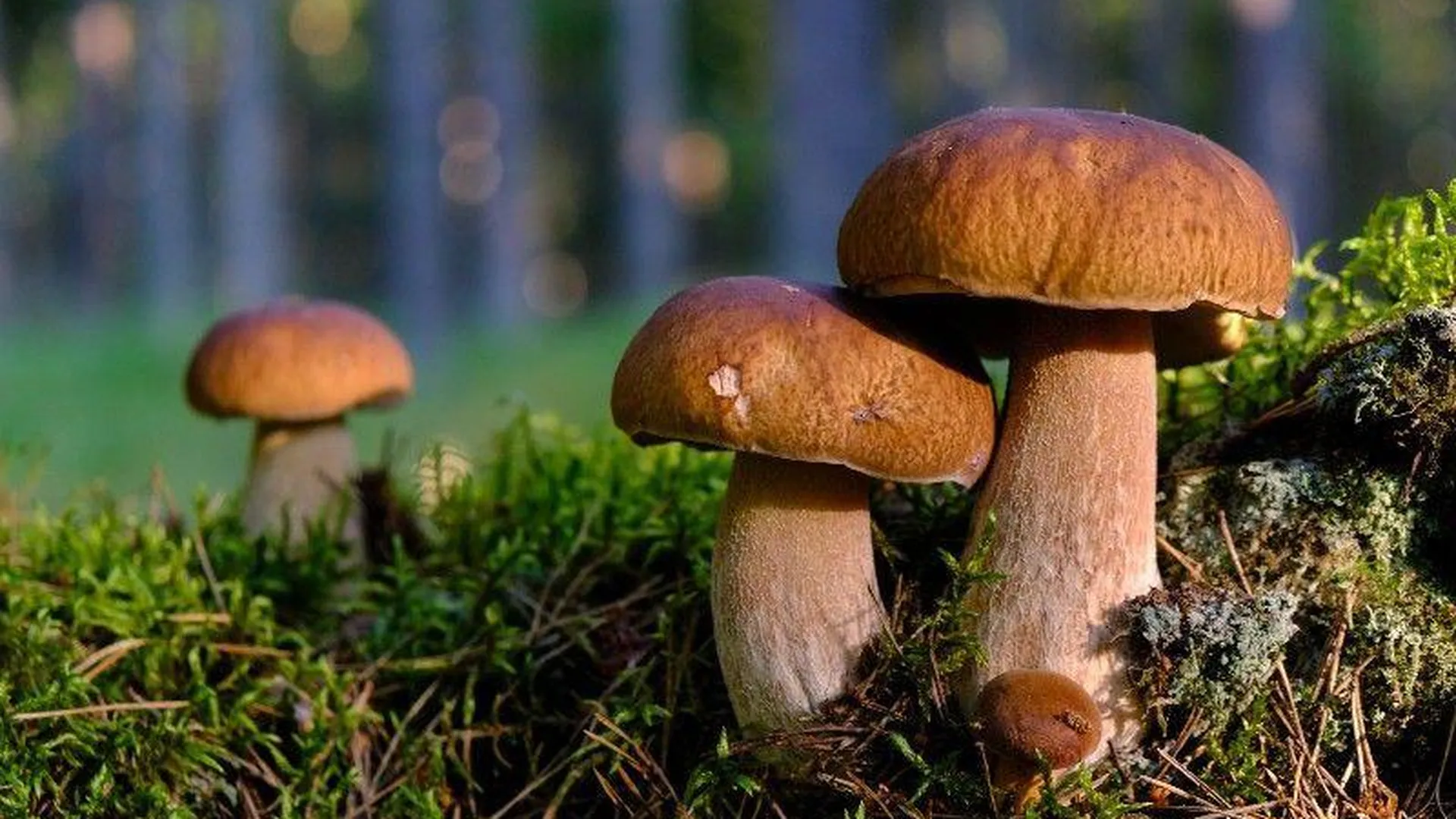 В Подмосковье составили список ТОП-10 грибных мест