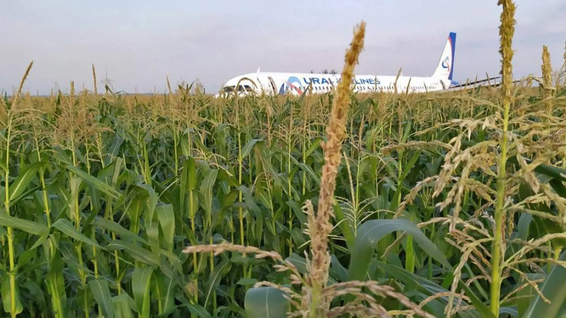 Перевозчик рассказал о планах утилизации A321, севшего в кукурузном поле