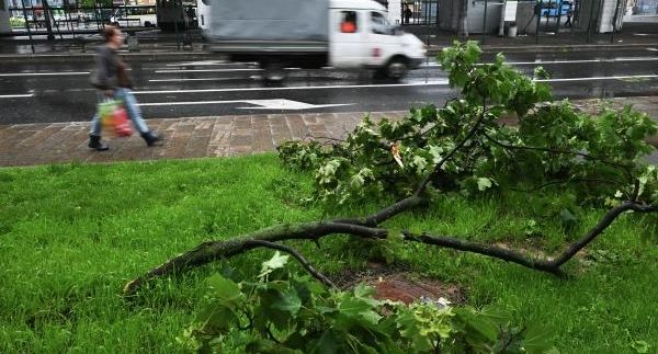 РИА «Новости»: в Подмосковье 124 машины пострадали от упавших деревьев
