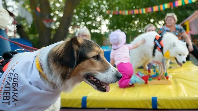 Как собаки-терапевты лечат детей и взрослых в Московской области 