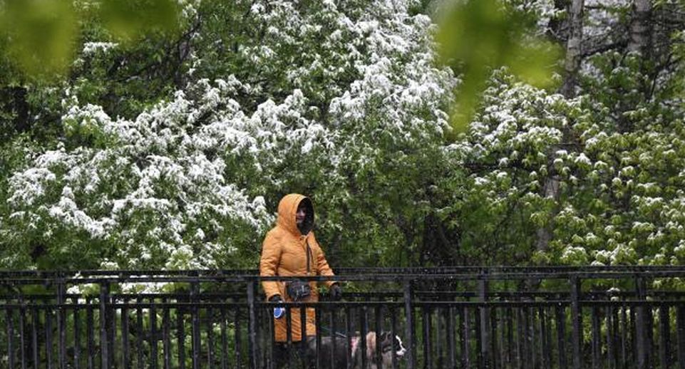 Синоптик Позднякова: 9 мая в Москве еще будет кружить снег