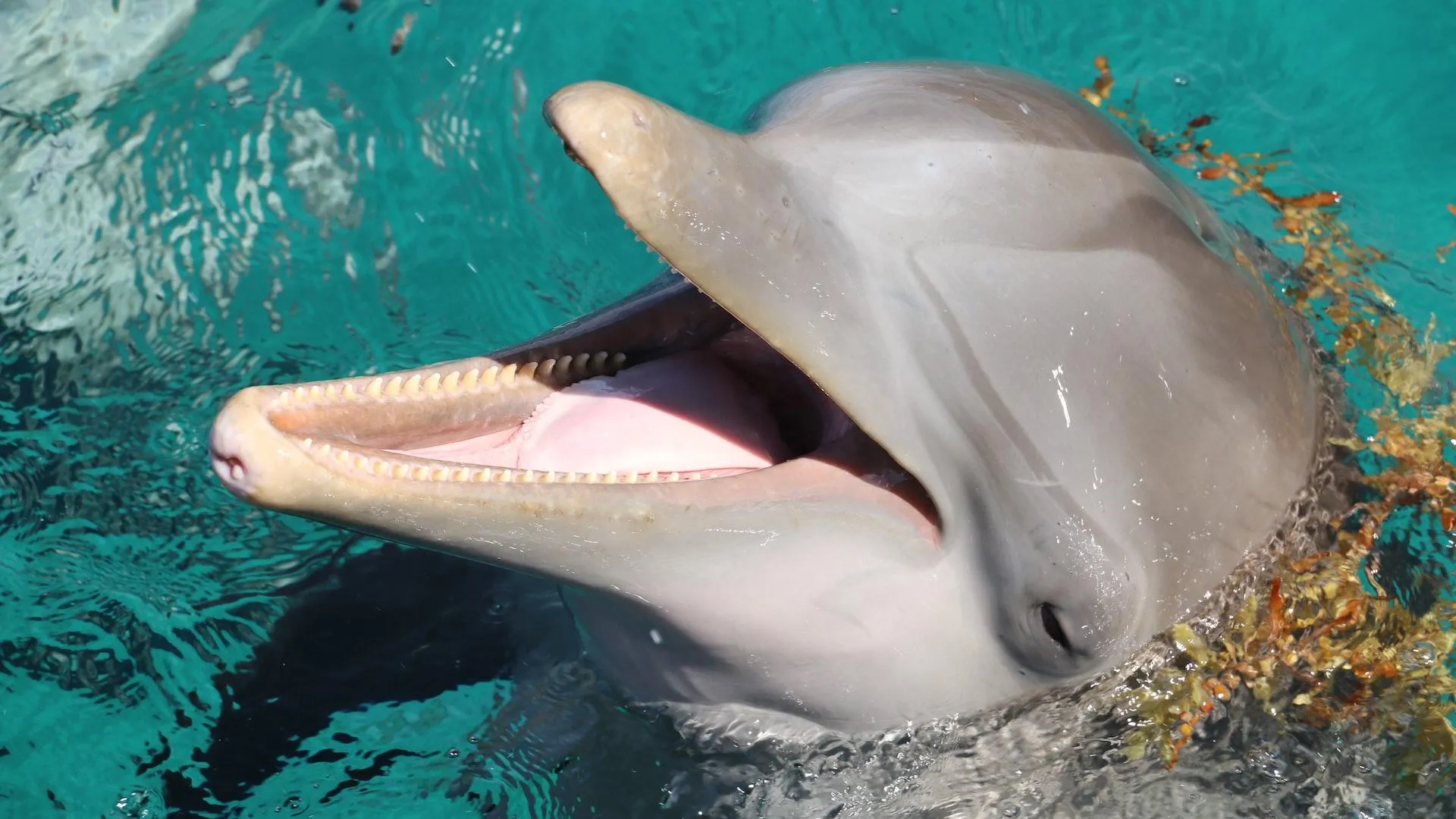 🐬 Вылов морских млекопитающих ради наживы могут запретить. Что будет с океанариумами в России
