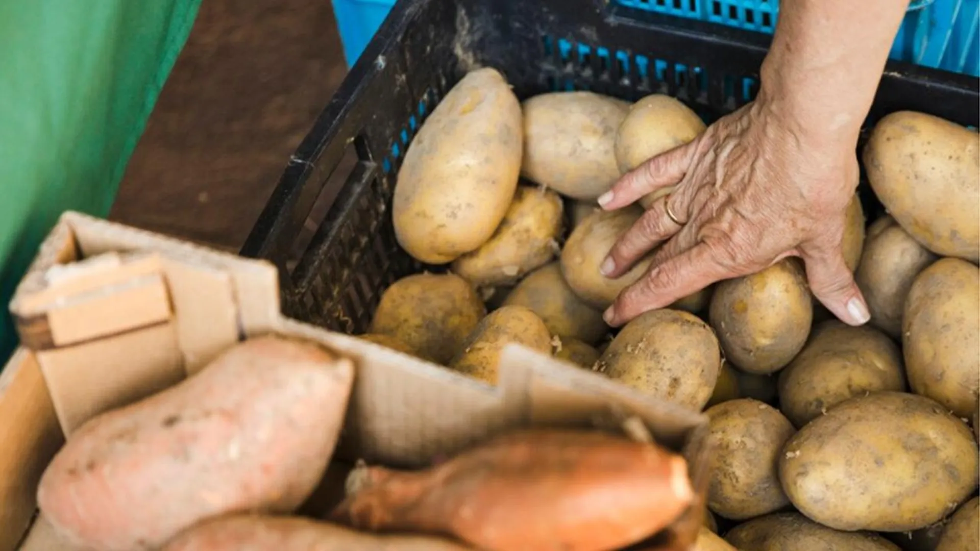 Нутрициолог Кудашева рассказала, как выбрать наиболее полезный картофель