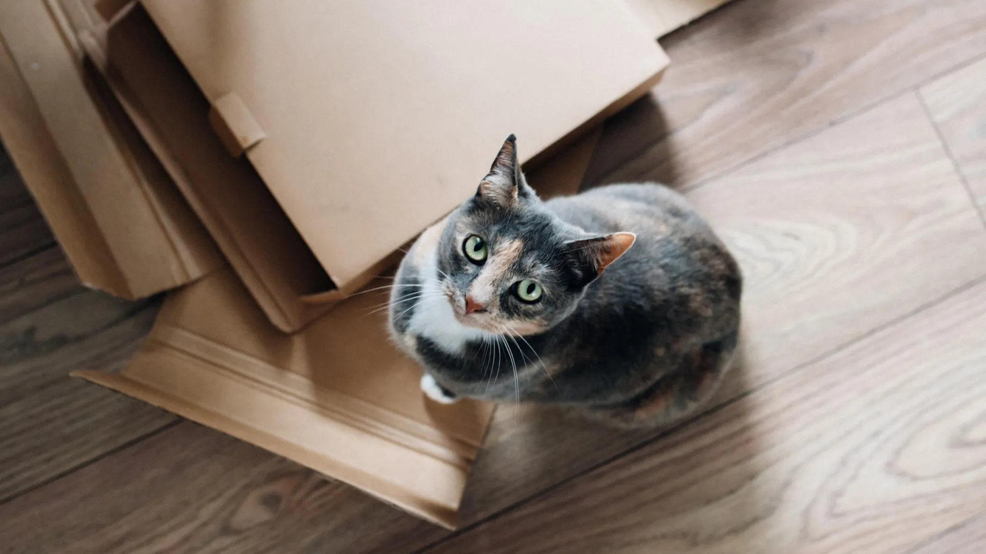 «Обожает коробки». Спрятавшуюся кошку случайно доставили из Юты в Калифорнию