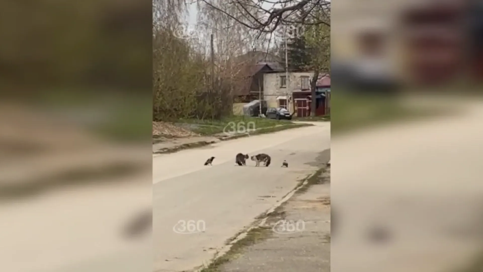 Весенние разборки котов с воронами-секундантами в Перми сняли на видео
