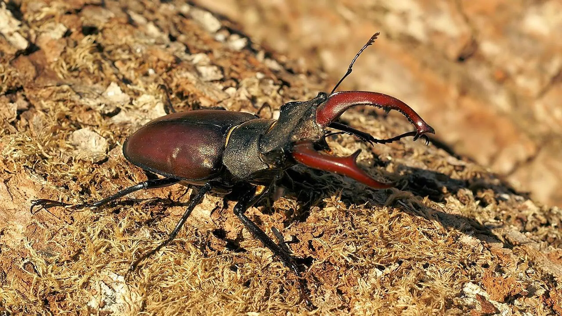 Новая находка зоологов может говорить об обитании жука-оленя в Подмосковье