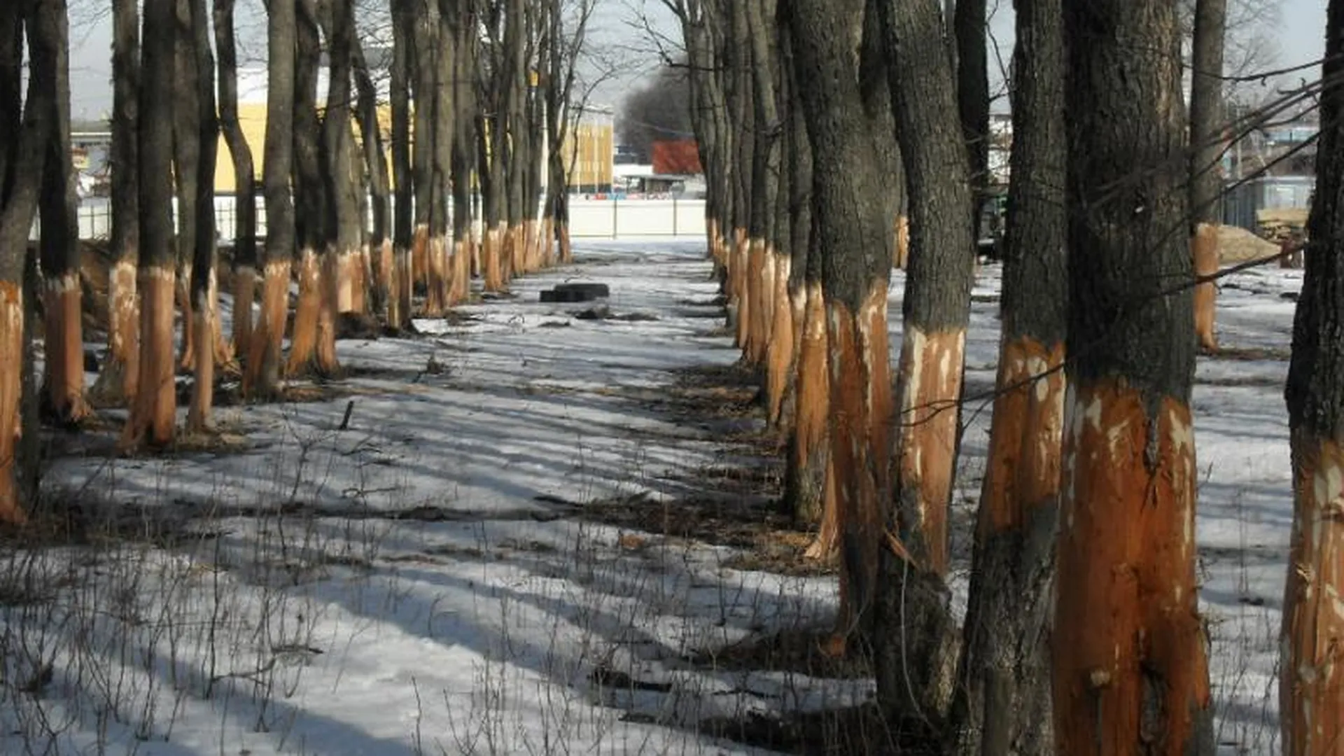 Предприниматель из Подольска умышленно повредил 150 деревьев