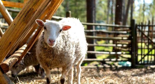 Ферму для разведения овец построят в Ступине