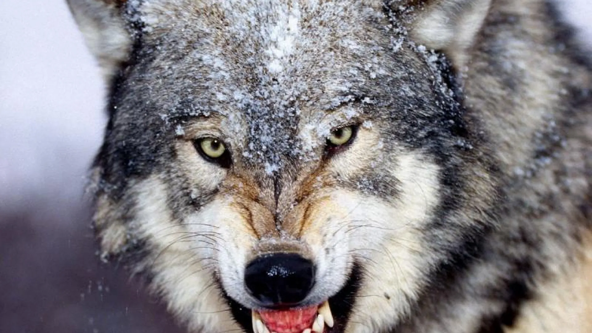 Жители Талдома боятся выходить на улицу из-за слухов о нашествии волков