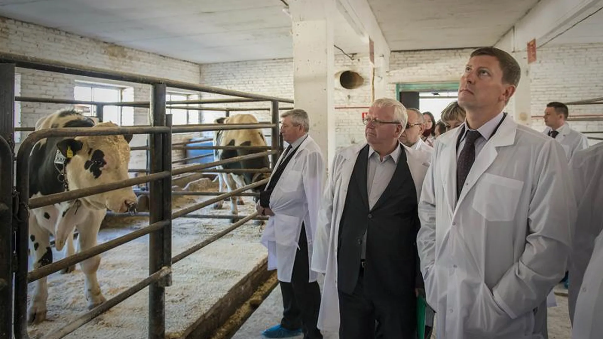 Лучшие племенные быки России содержатся на фермах Подмосковья