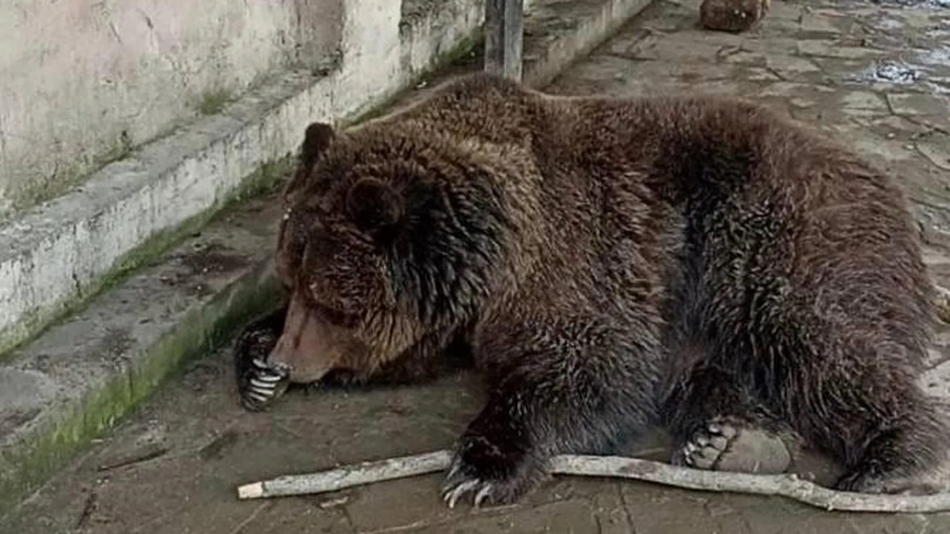 Появилось видео спасения медведей из горящего зоопарка в Крыму