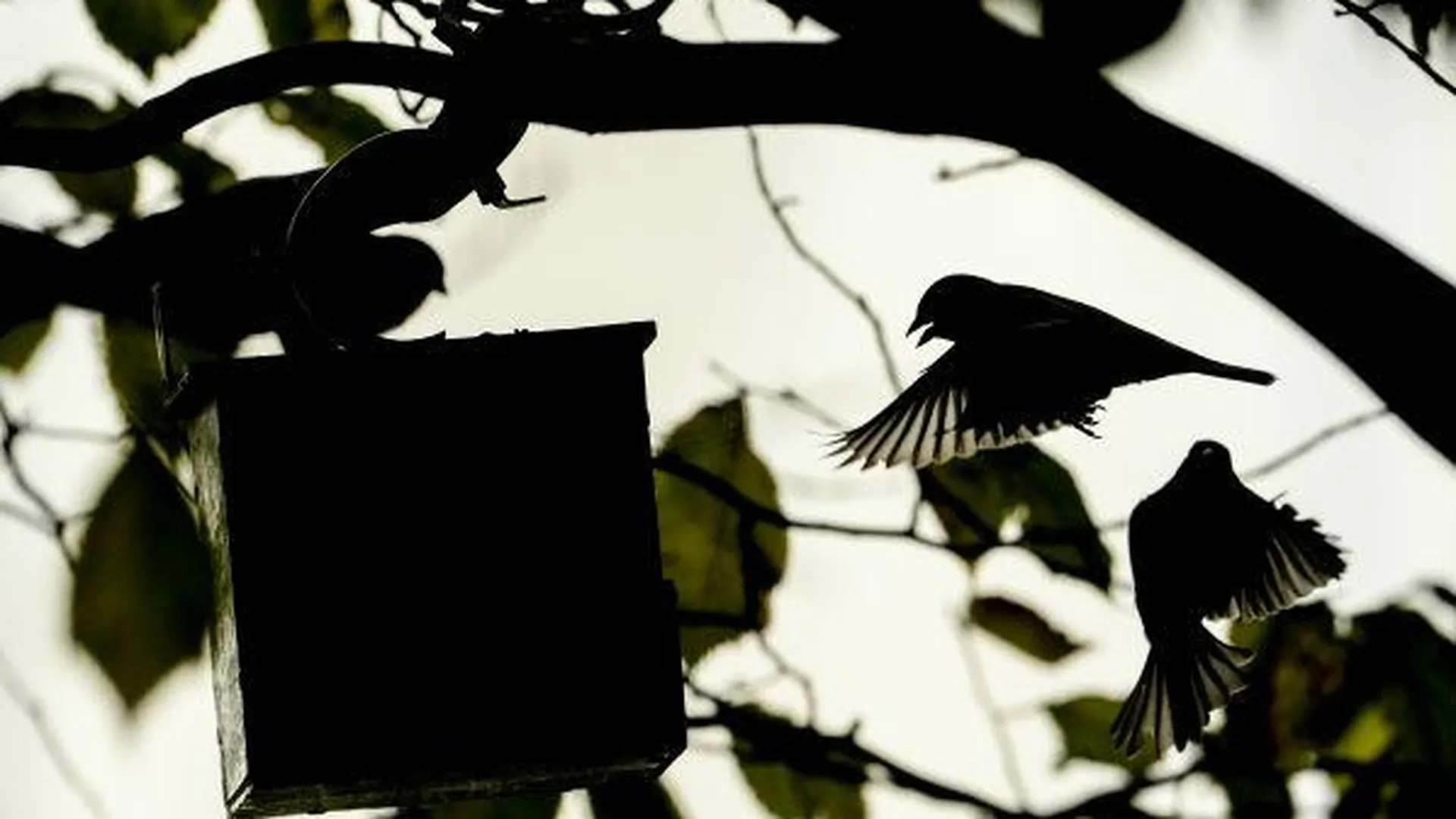 Арт-кормушки для птиц установили в семейном сквере Поварова