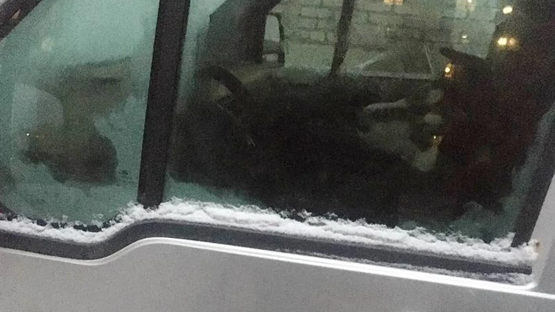 Запертую в машине собаку хотят спасти жители Хотьково