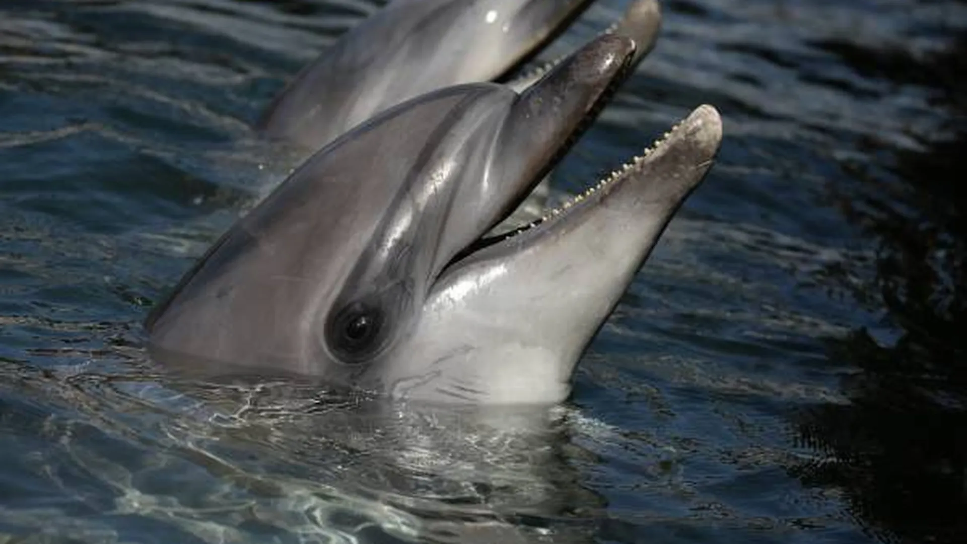 Дельфины вернулись в венецианские каналы. Интернет наполнился шутками, но это совсем не смешно