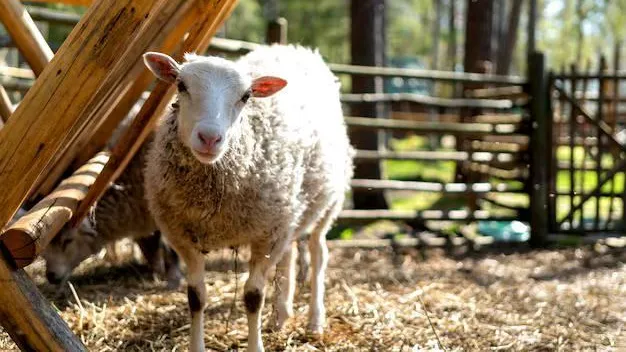 Ферму для разведения овец построят в Подмосковье