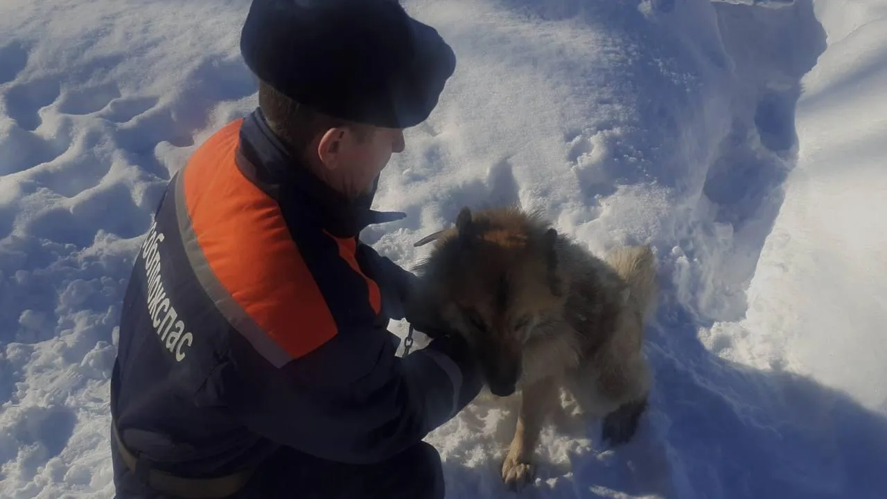 В Подмосковье спасли собаку, провалившуюся в глубокий колодец