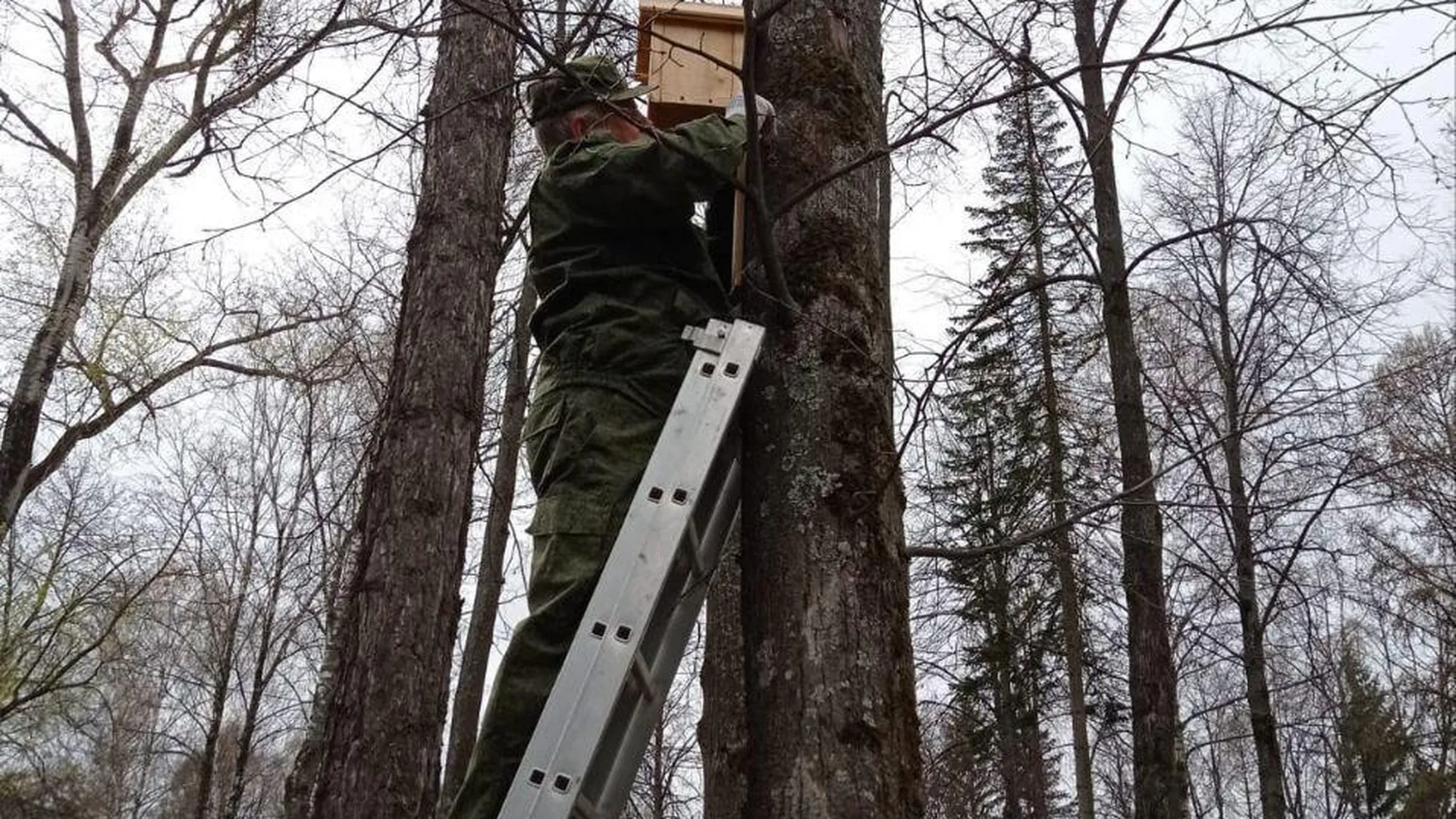 Комитет лесного хозяйства хозяйства Московской области