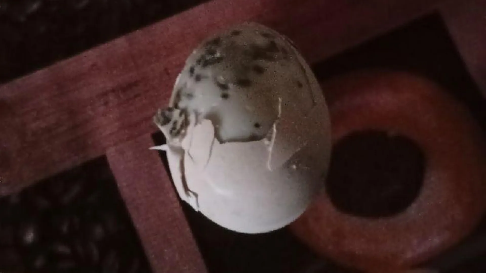 Яйца с плесенью приобрела горожанка в магазине с бросовыми ценами в Электрогорске