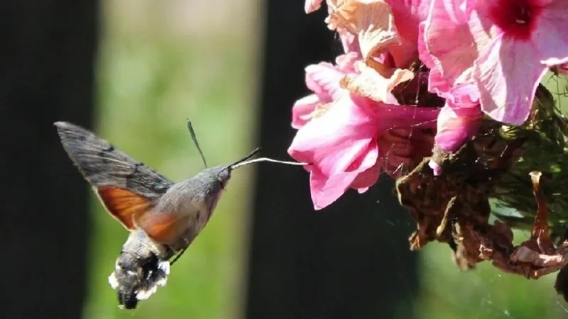 Редкую бабочку-колибри нашли экологи на востоке Подмосковья