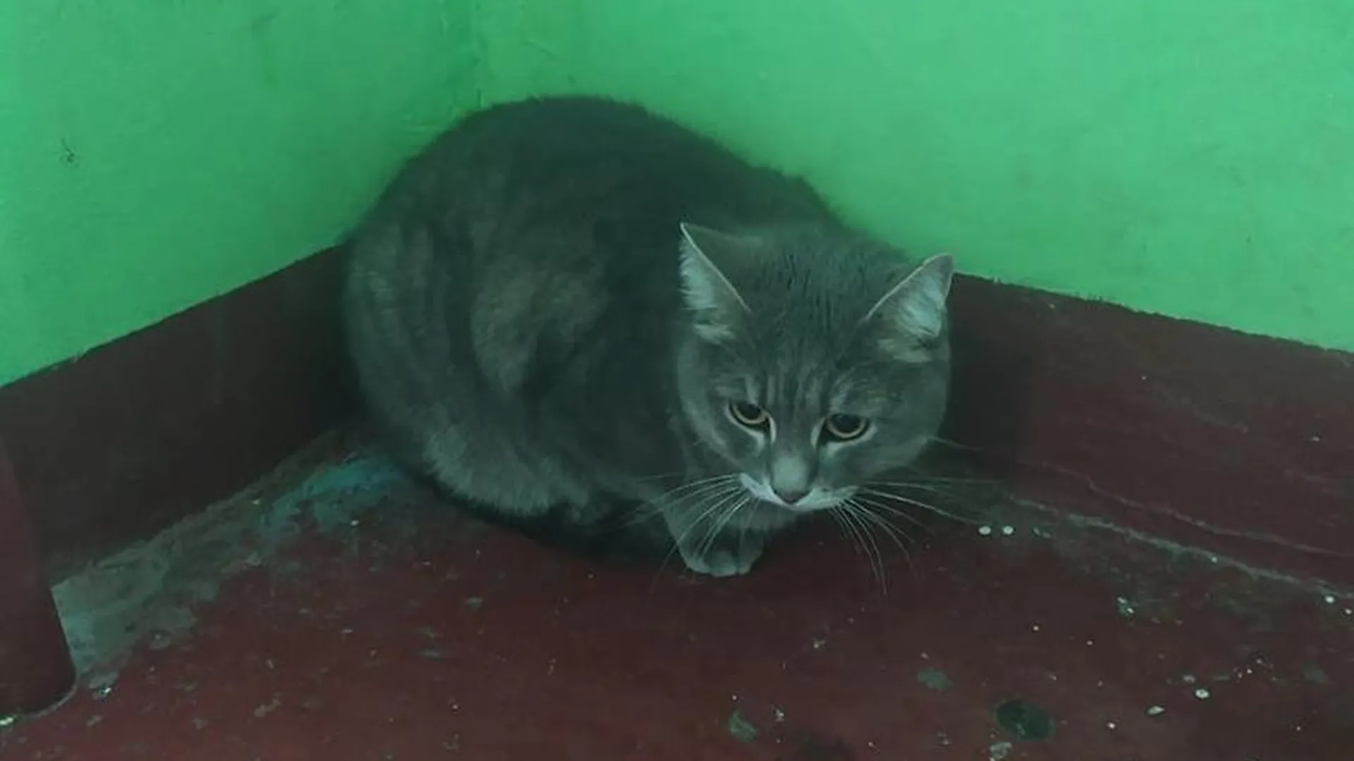 Кот, похищенный в Балашихе, нашелся в Москве