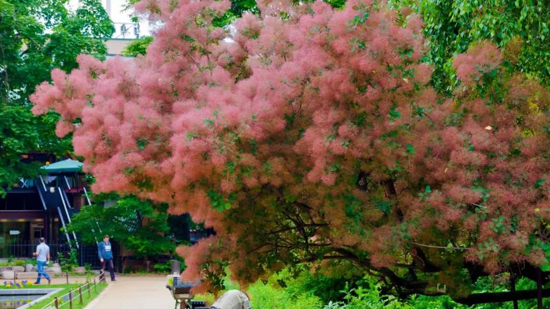 Дымное розовое дерево расцвело в Аптекарском огороде 