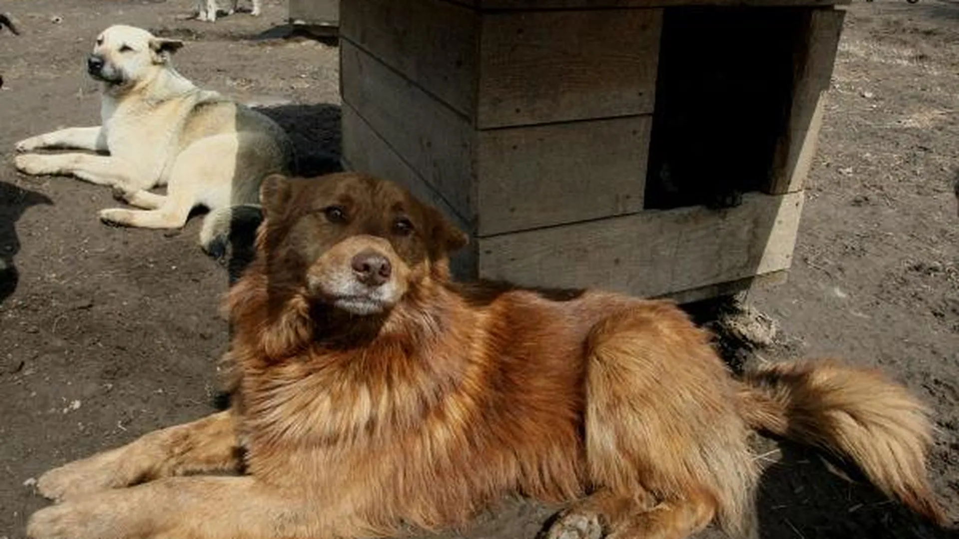 Питомник для бездомных собак может открыться в Жуковском