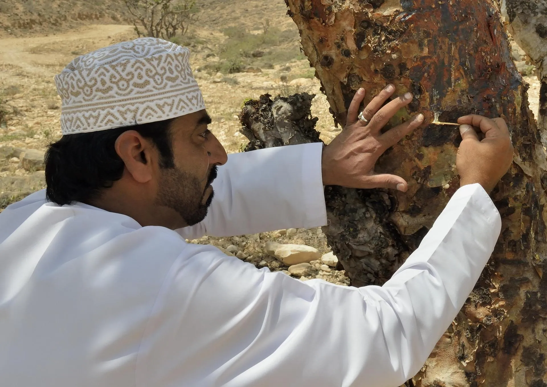 Оманец собирает ценную смолу ладанного дерева. Fabian von Poser