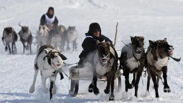 На Ямале начался самый главный праздник кочевых народов – День оленевода