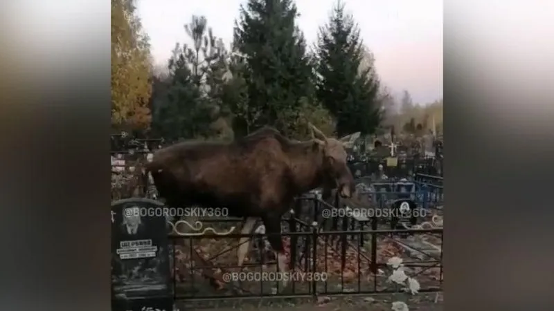 Лосиха напугала посетителей кладбища в Ногинске