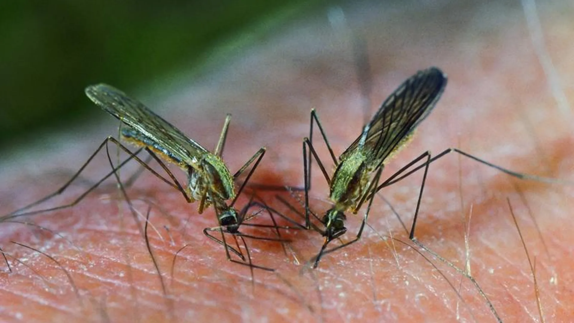 Эксперт: злые комары никак не связаны с коронавирусом