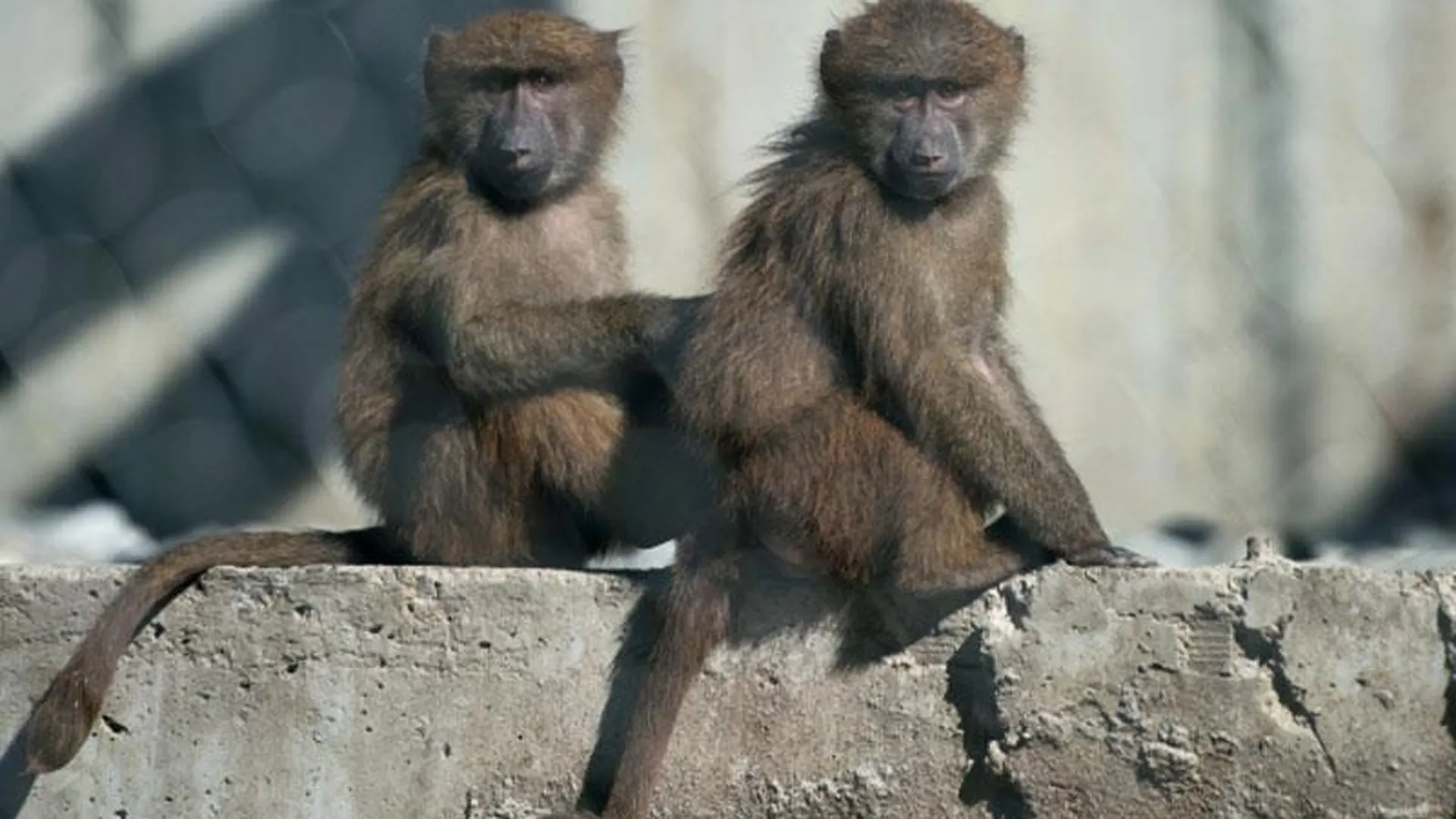 Ученые: приматы на грани исчезновения