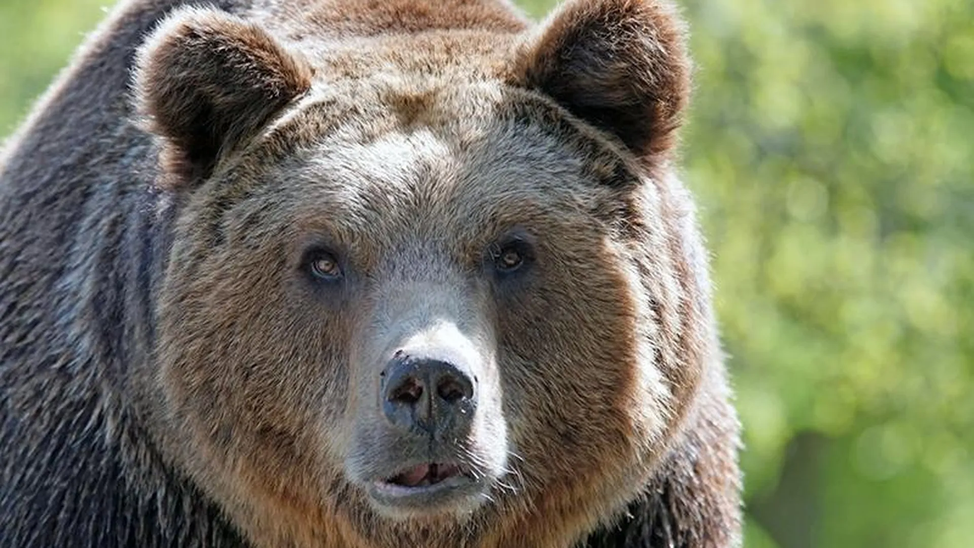 Жители Наро-Фоминского округа сообщили о медведе, разорившем пасеку
