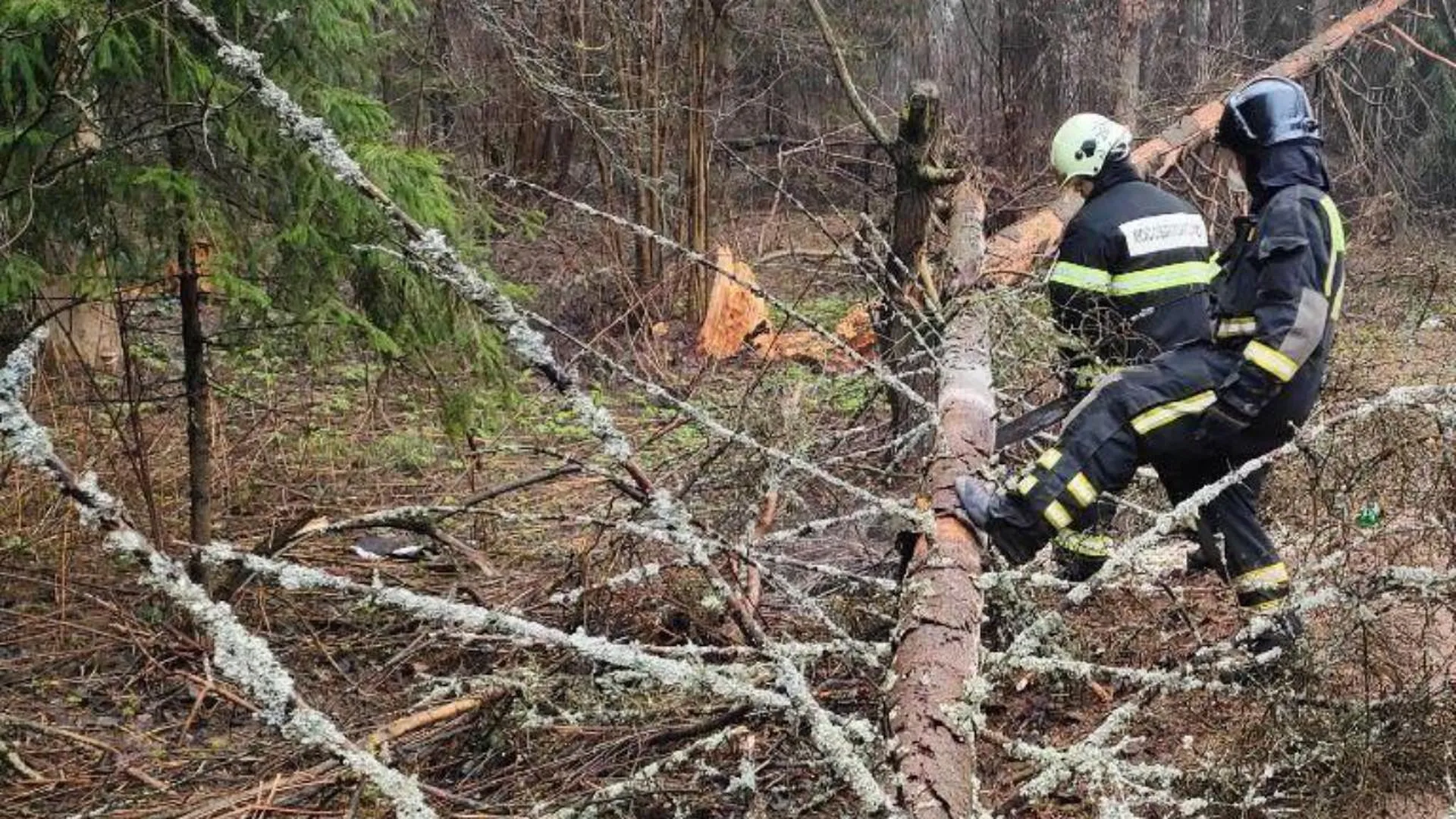 Жителей Подмосковья предупредили об опасности аварийных деревьев